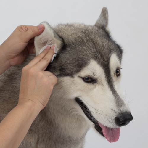 ear cleaning